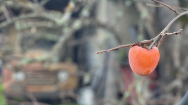 Persimmon hanging at Otow Orchards