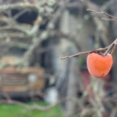 Persimmon hanging at Otow Orchards
